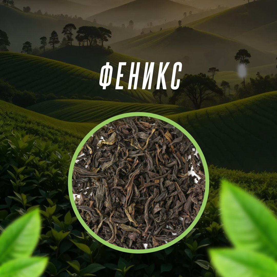 Феникс Улун