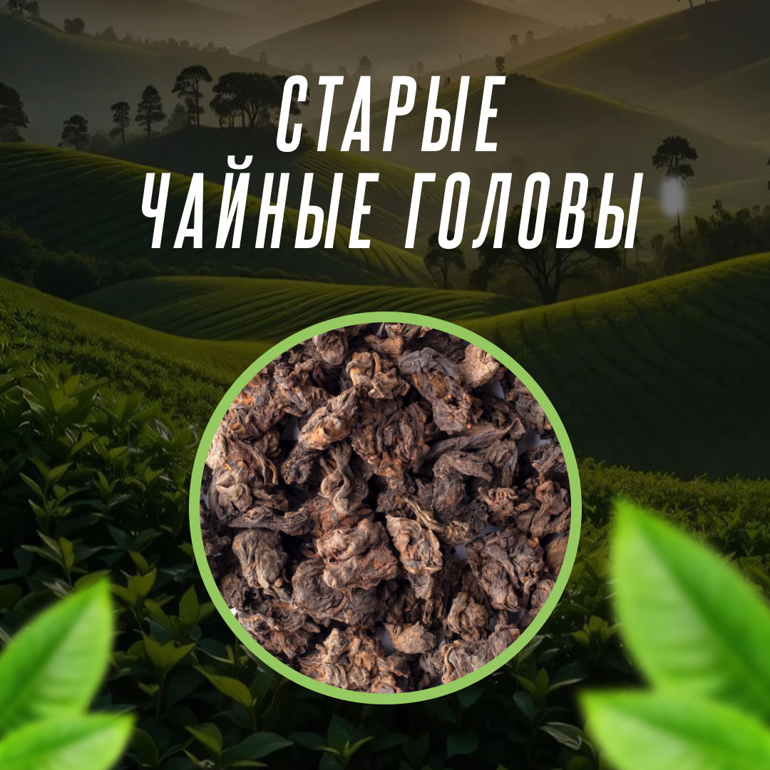 Старые чайные головы